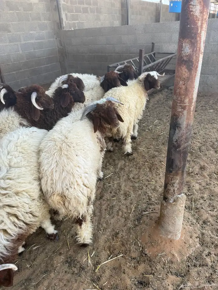 طليان نعيم للبيع 1