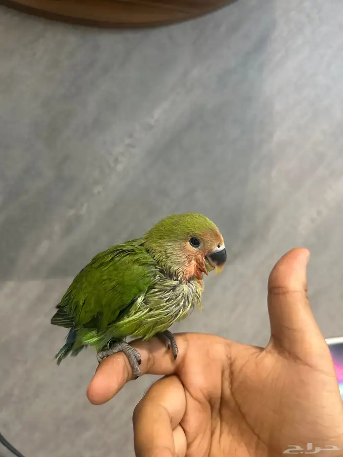 طير روز فرخ لون اخضر بدون أغرضه كلشي بدون 0