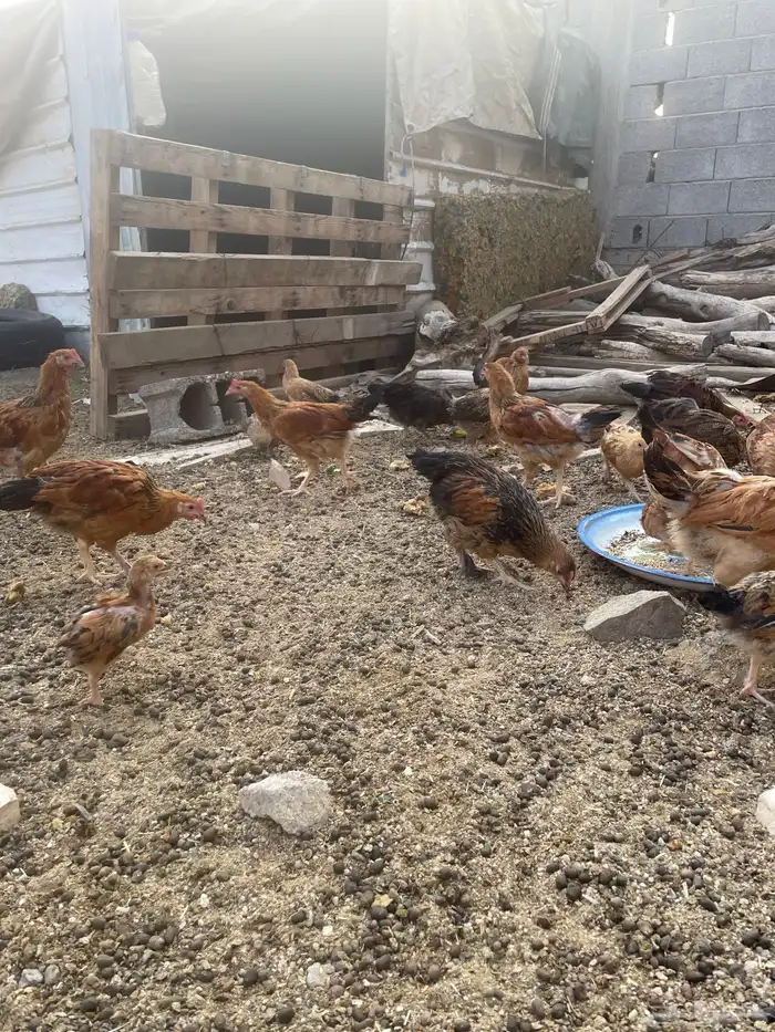 فروخ حضان شرط 2