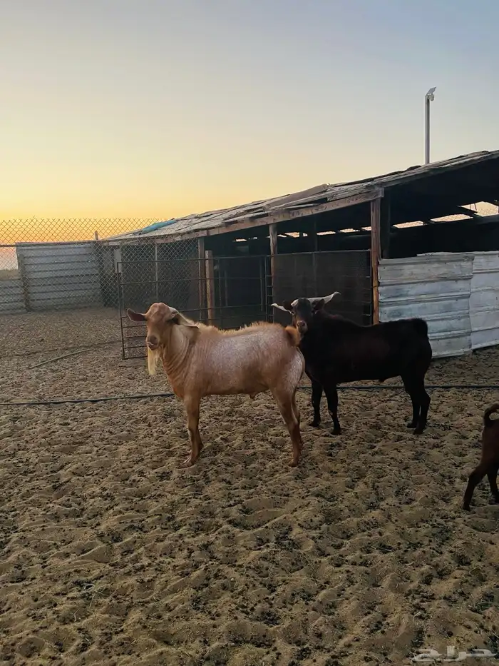 شمال سوق الدمام 1