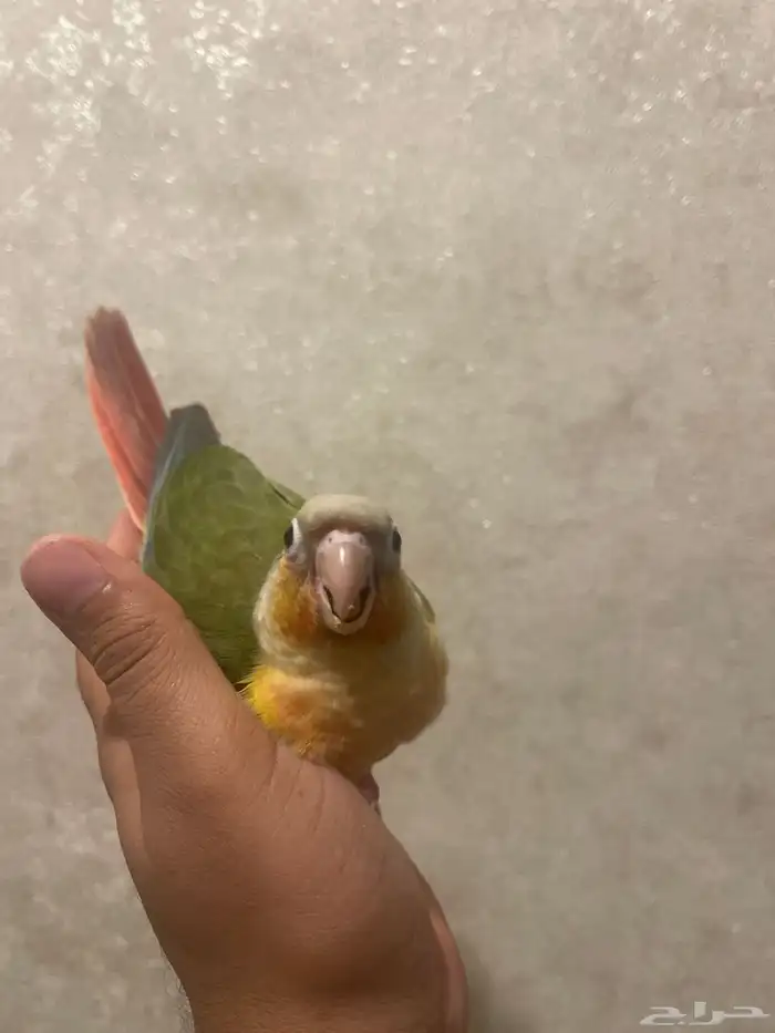 كنيور فرخ يلو سايد غر 0