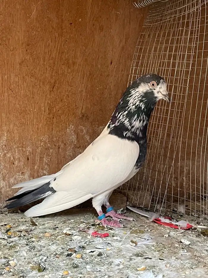 جوز بكستاني 0