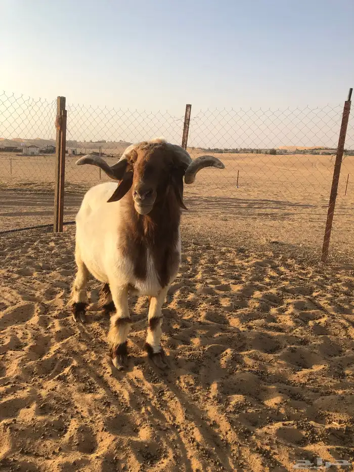 فحل نعيم صنف 1