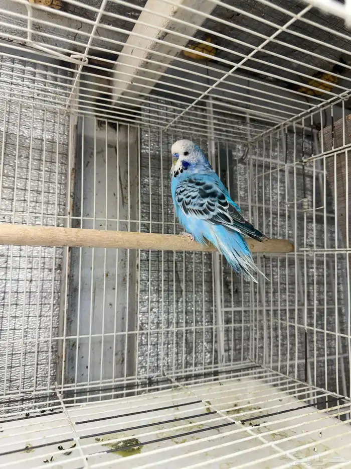 جوزين بادجي 0