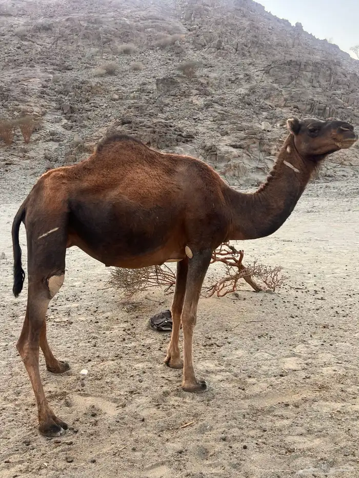 ناقه وقعود 6