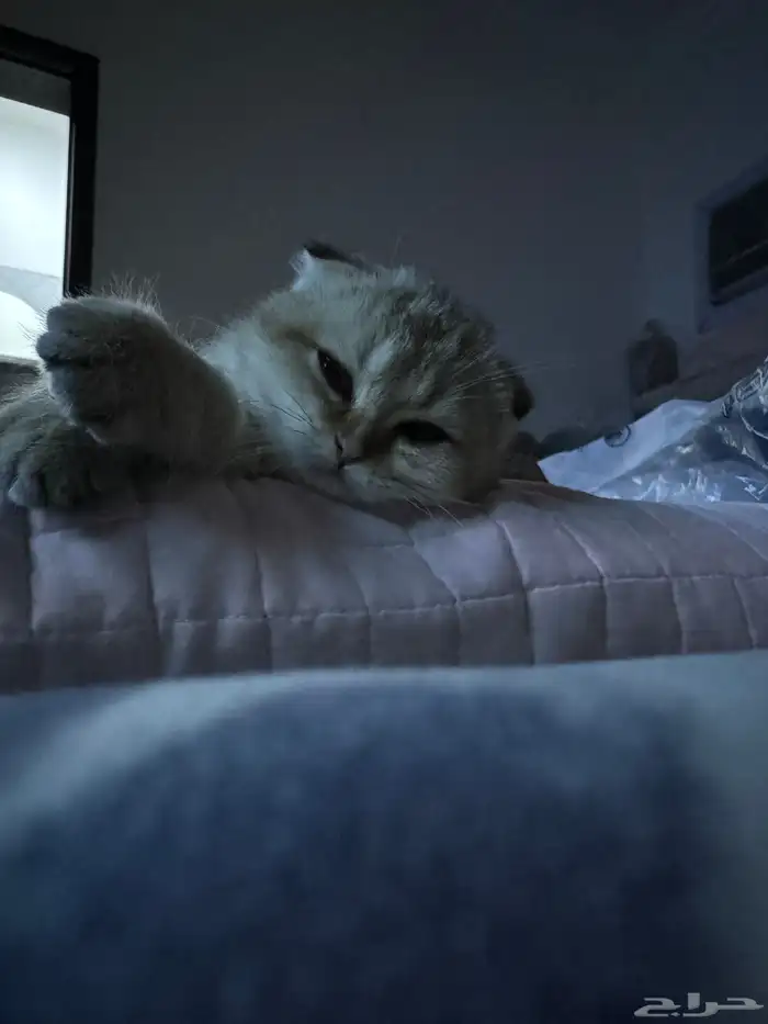 قط كيتن سكوتش 4