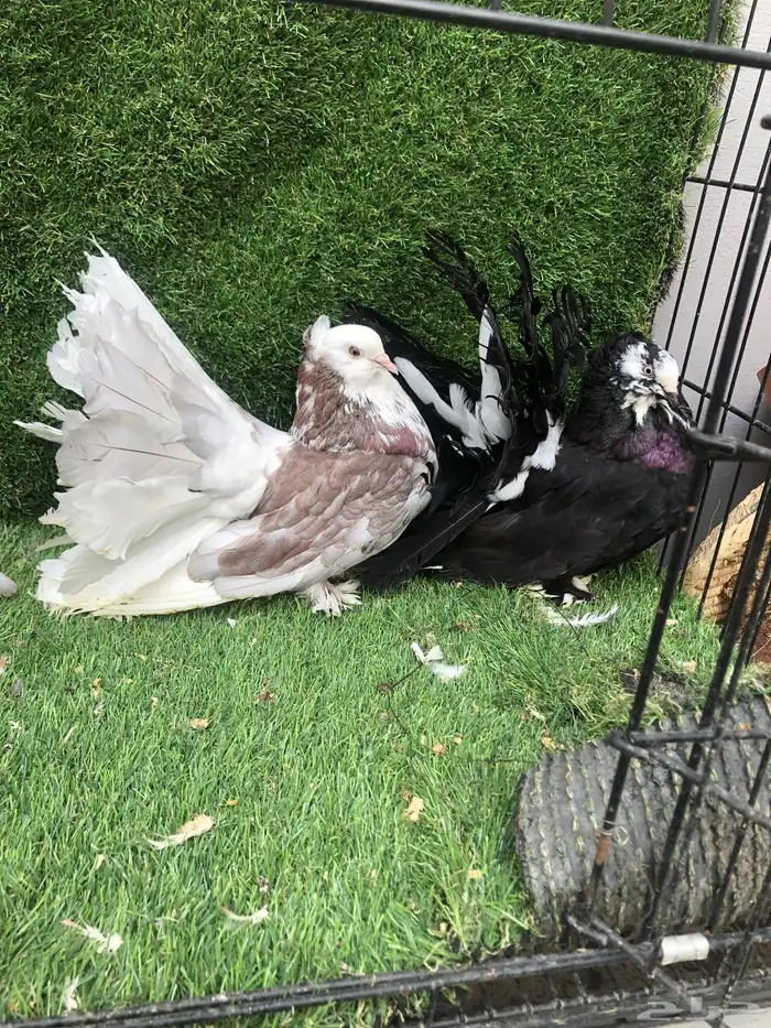 زوج رقاص أمريكي 2