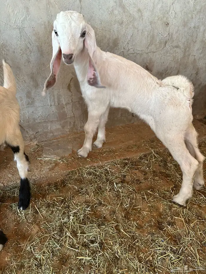 عنز مشروكه طيبه جرم طيب حدرها اثنين تيوس 6