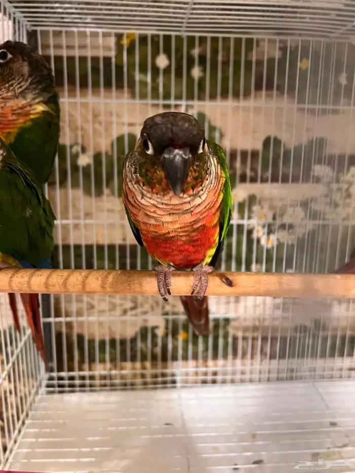 ازواج كنيور يلوسايد 2