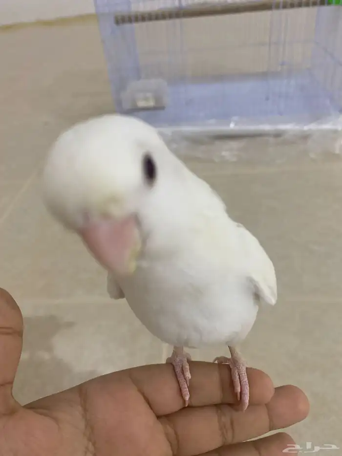 روز ألبينو شبه أليف العمر تقريبا خمسة شهور الجنس غير محدد 3