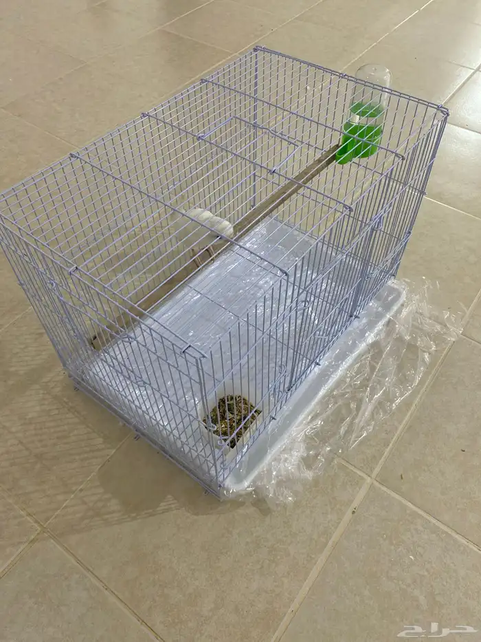 روز ألبينو شبه أليف العمر تقريبا خمسة شهور الجنس غير محدد 1