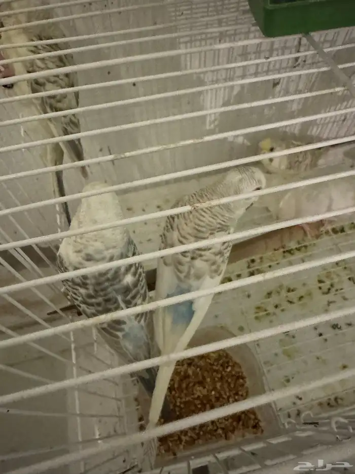 أزواج بادجي فالو 4