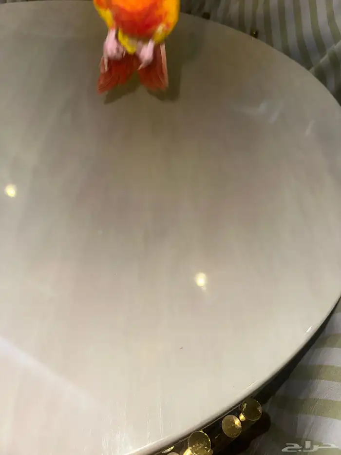 كنيور صن شيك هدد نشبه متكلم صبغة دبل رد فاكتور(عرض خاص) 2