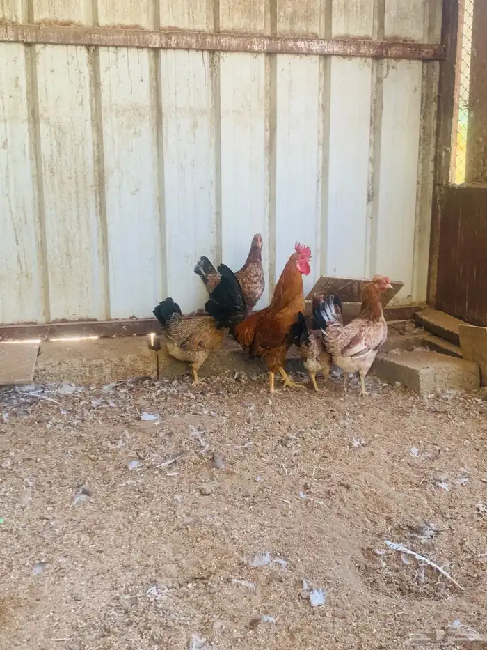 ديك واربع دجاج افرق مقبع 0