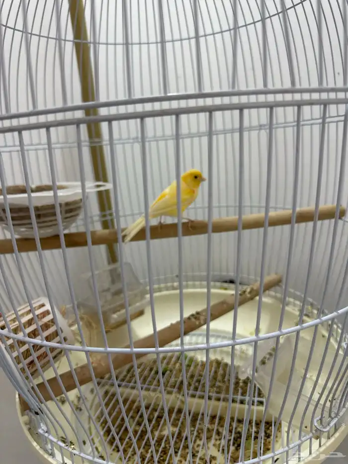 ( مطلوب ) انثى كناري 0