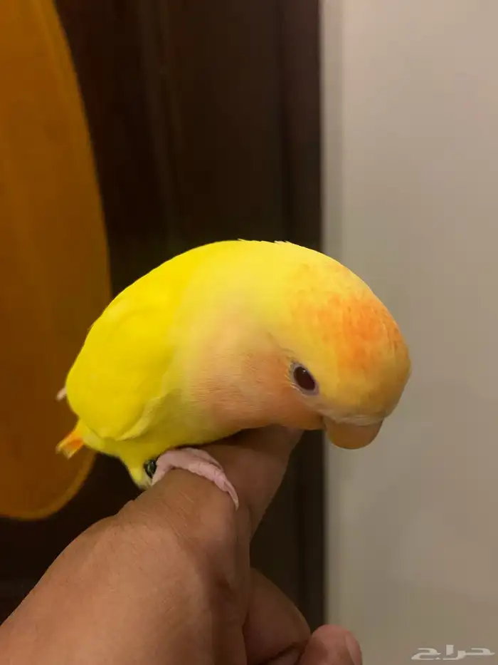 طير روز اللون اصفر ورأس برتغالي وعيون احمر 0