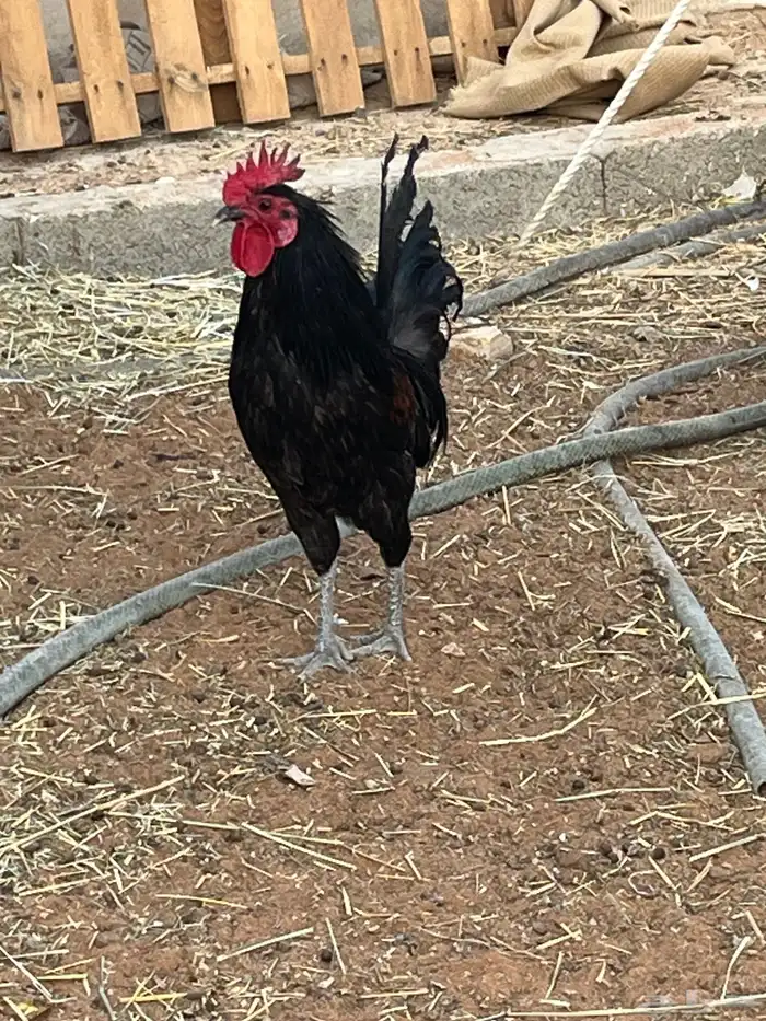 ديك اسود شرط اذان تلقيح 2