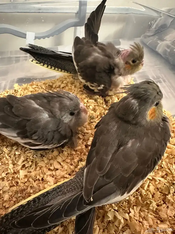 فروخ كروان 0