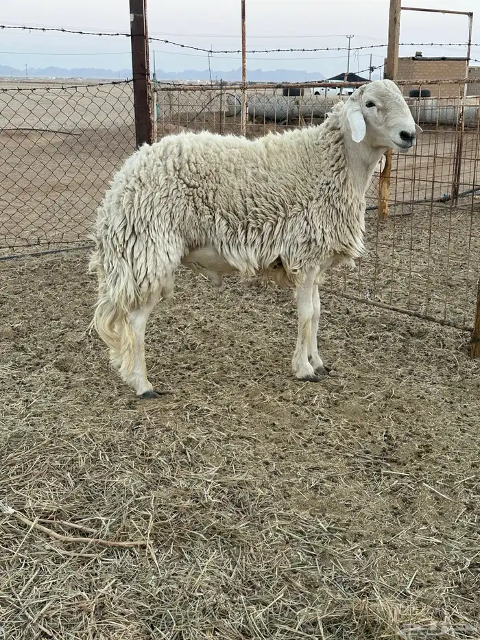 فحل حري طيب 3