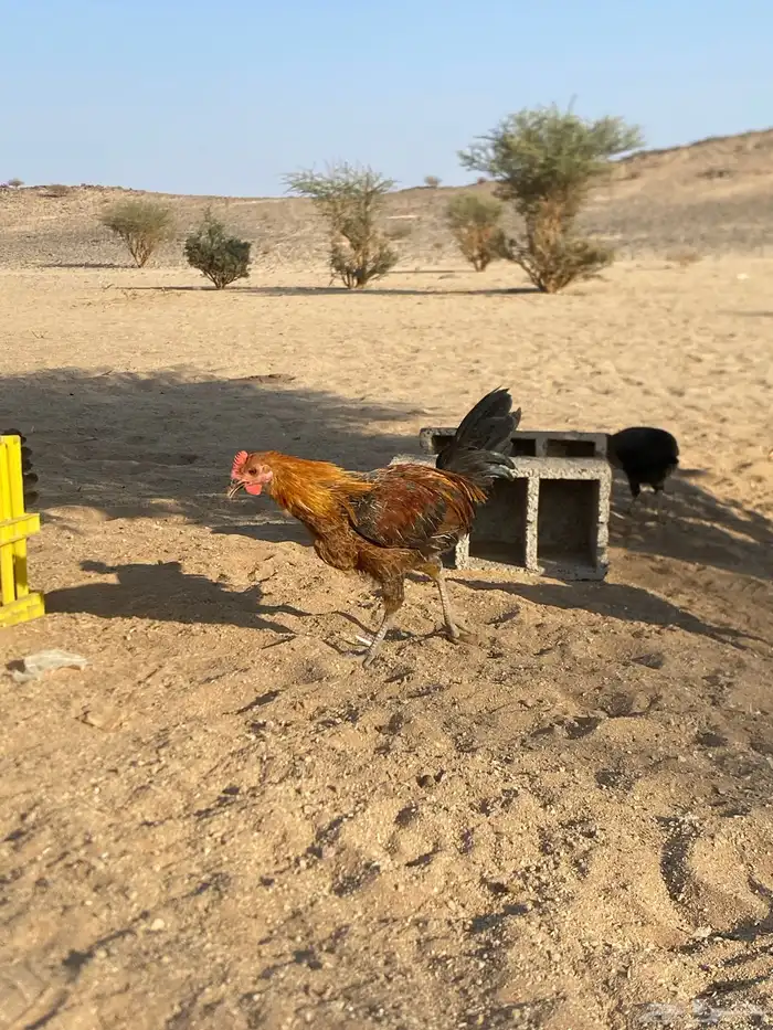 ديكه للبيع 0