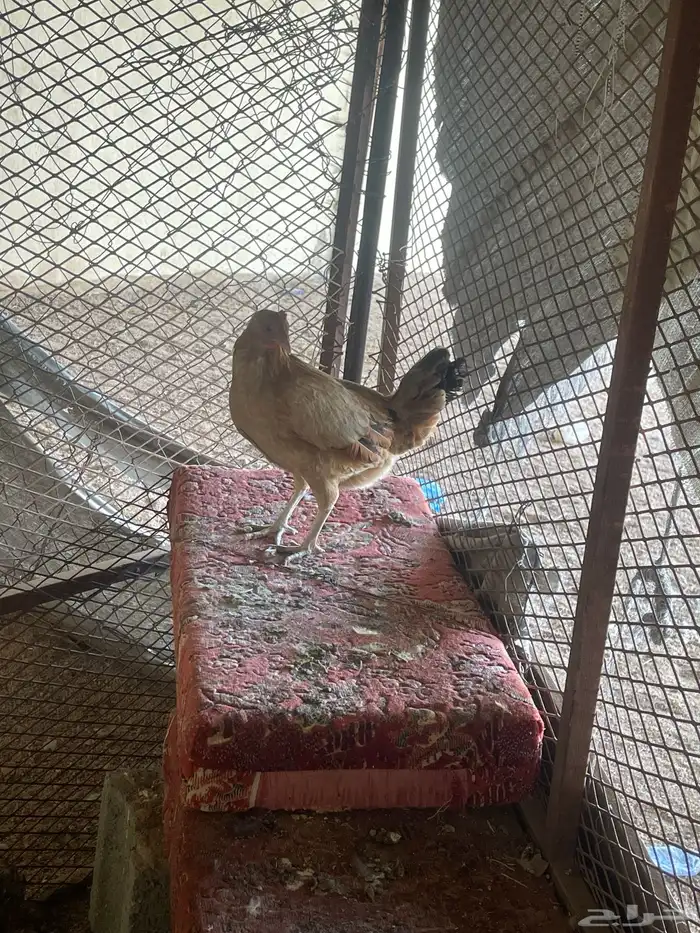 دجاج بلدي حضان وبراهما 1