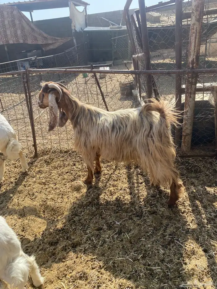 عنز صفراء عارضيه 1