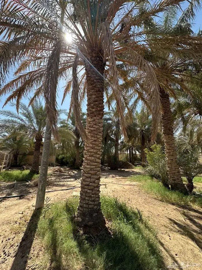 نخل نقايل من متر وفوق 7