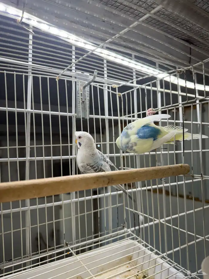 جوزين بادجي 2