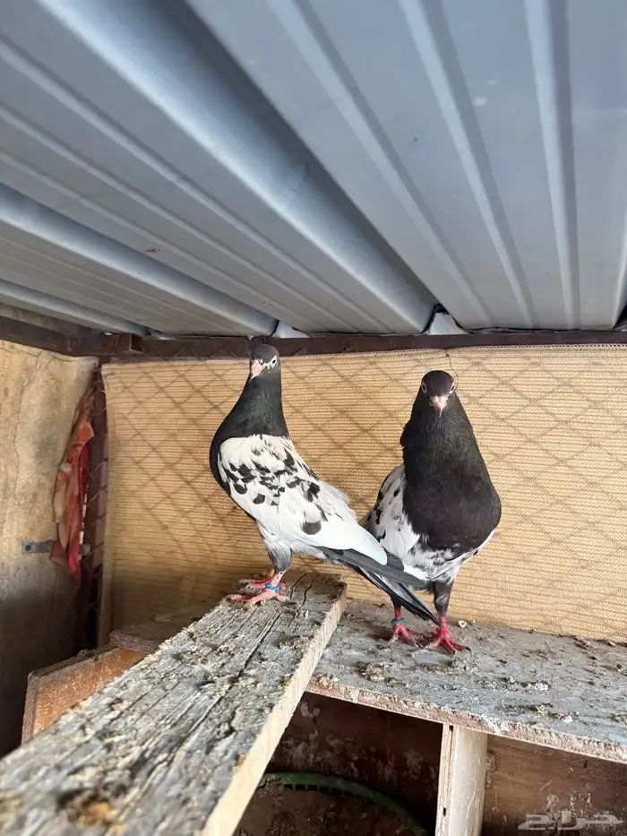 زوج رامبوري اساس توب 5