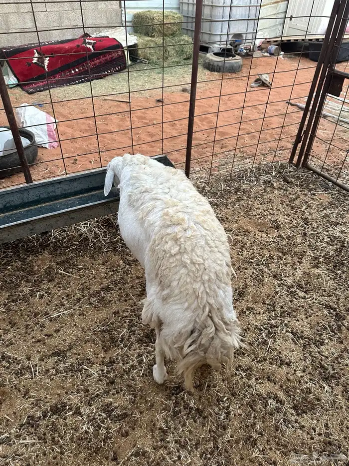 شاه حريه حايل فل شحم 0