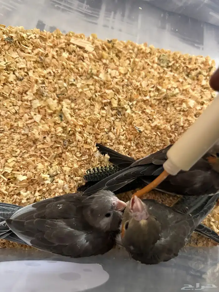 فروخ كروان 2