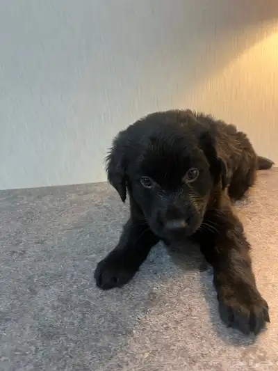 جراء جيرمن شيبرد فخمة جد ا للبيع   ذكور وإناث بصحة ممتازة index