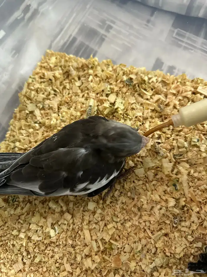 فروخ كروان 1