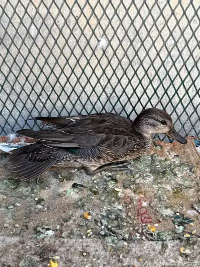 بط نحم اصل فصل index