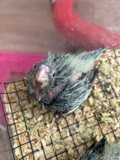 فروخ كروان index