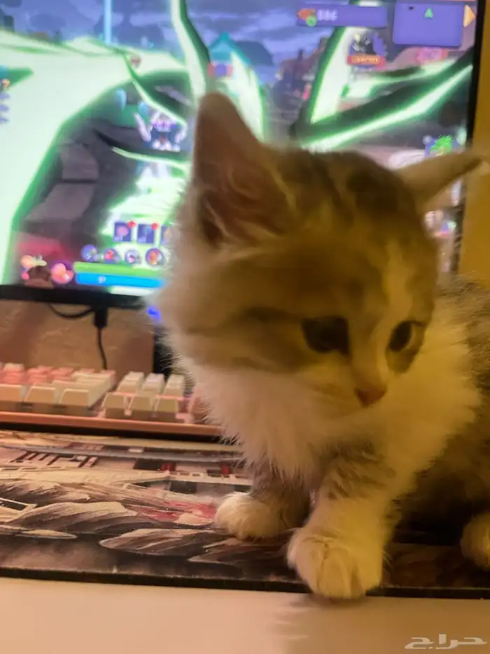 ذكر شرازي من ام سكوتش للبيع 3