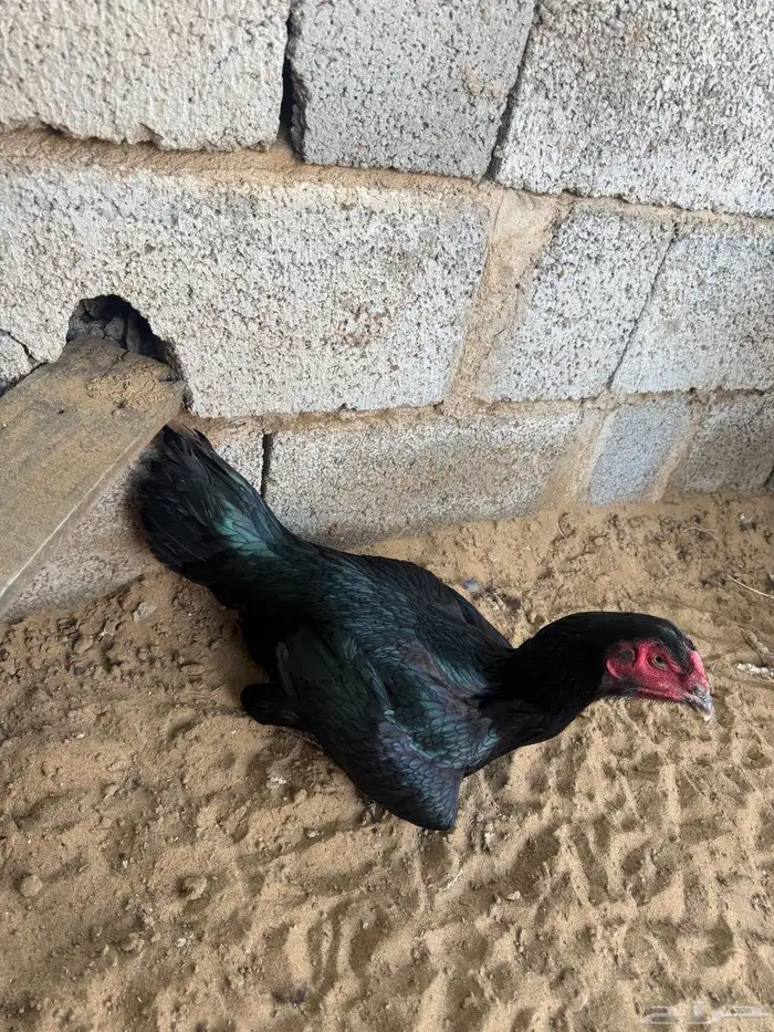 دجاجه شامو الماني اصل فاخر 7