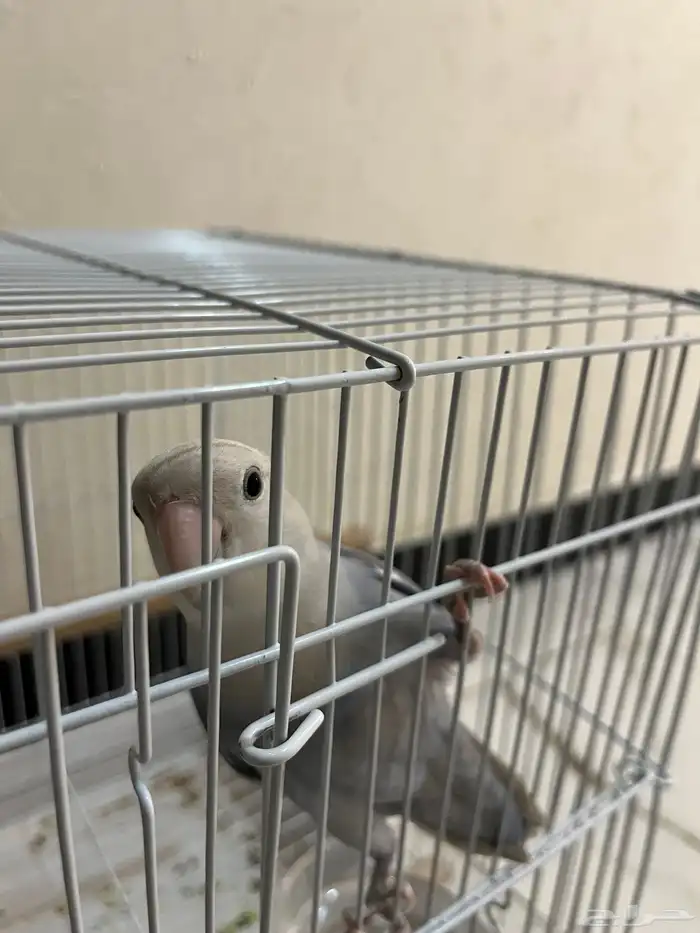 طير روز ذكر 3