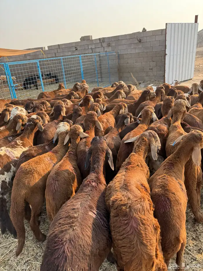 سواكن حمري 7