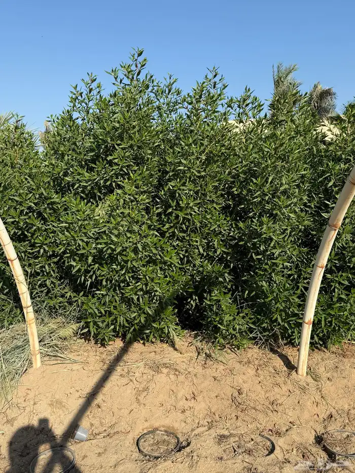 للبيع أشجار زراعية بالجملة 0