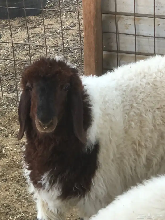 فحل نعيم صنف 6