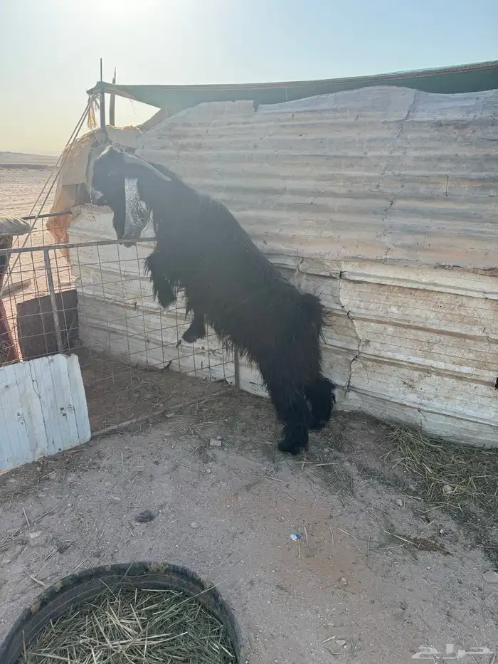 تيس فحل عارضي شرط القريع 6