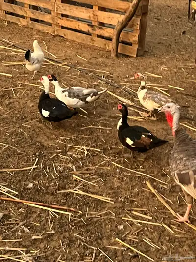 بط للبيع index