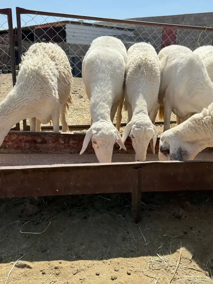 ضان حرش دفع 0