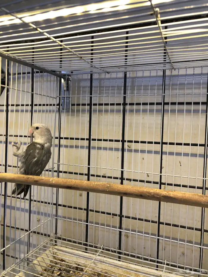 انثى روز منتجه 3