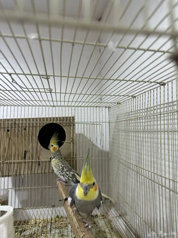 جوز كروان منتج 1