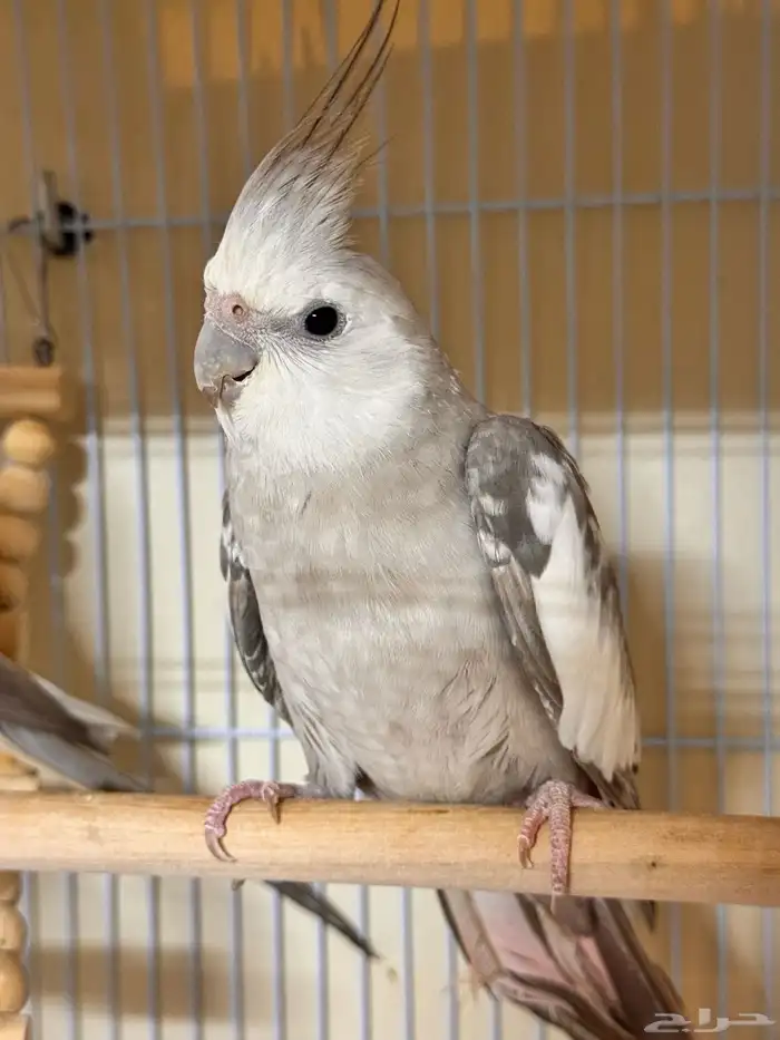 كروان(كوكاتيل)cockaiteil للبيع 0