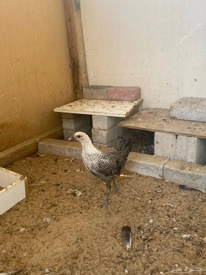 دجاج للبيع 0