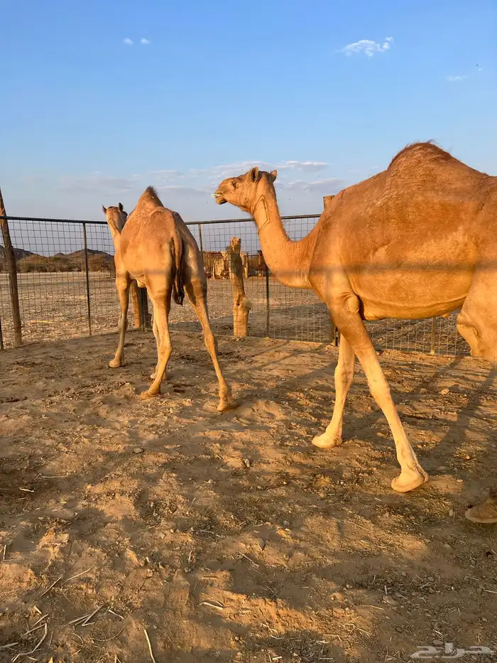 نياق مبيوعه عيالها 14