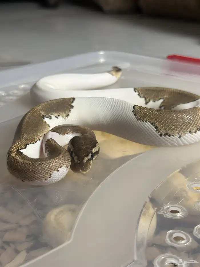 فقاسة زواحف و بايد بول بايثون للبيع 6